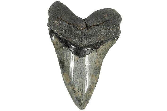 Serrated, Fossil Megalodon Tooth - South Carolina #203049